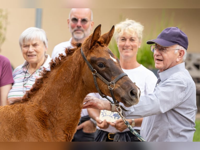 Trakehner Gelding 1 year 14.1 hh Chestnut-Red in Walshausen