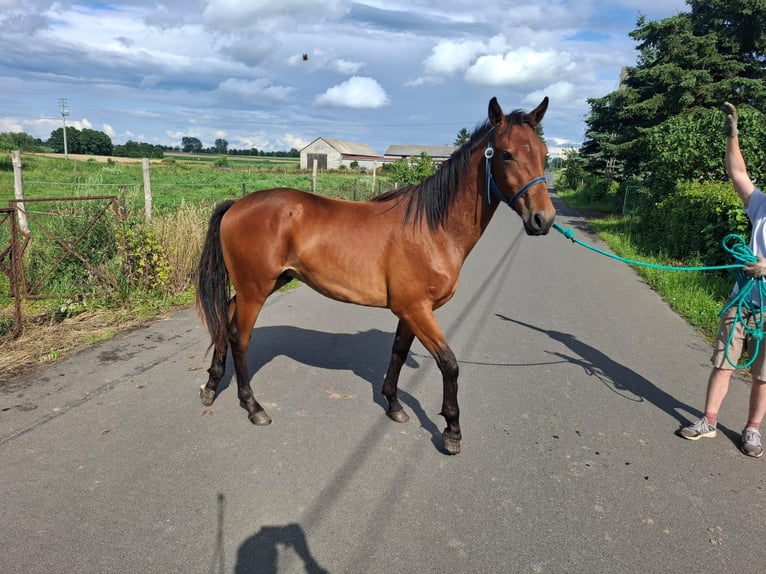 Trakehner Gelding 1 year 15.1 hh Bay in Janowo