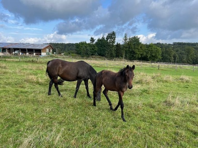 Trakehner Gelding 1 year Bay-Dark in Schwerte