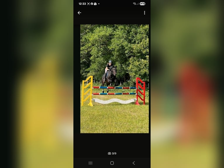 Trakehner Gelding 20 years 16 hh Smoky-Black in Ahrensburg