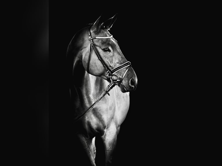 Trakehner Gelding 20 years 18,1 hh Brown in Hadenfeld