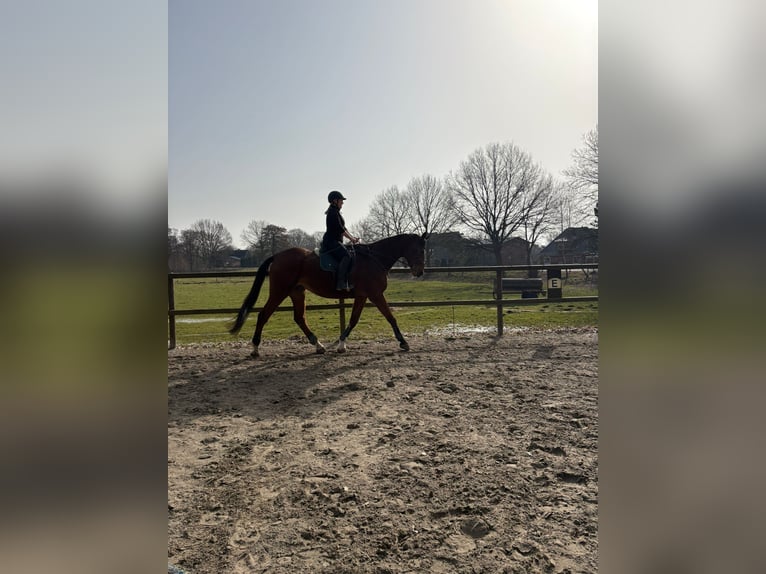 Trakehner Gelding 20 years 18,1 hh Brown in Hadenfeld