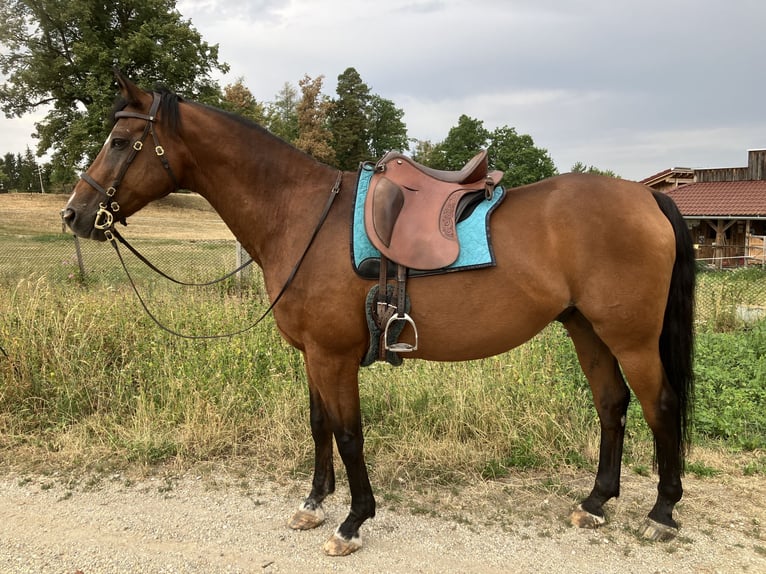 Trakehner Gelding 21 years 16.1 hh Brown in Gutau