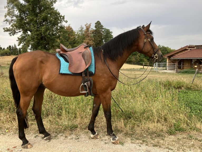 Trakehner Gelding 21 years 16.1 hh Brown in Gutau