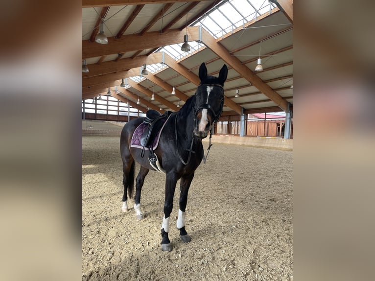 Trakehner Gelding 21 years 17 hh Bay-Dark in K&#xF6;nigstetten