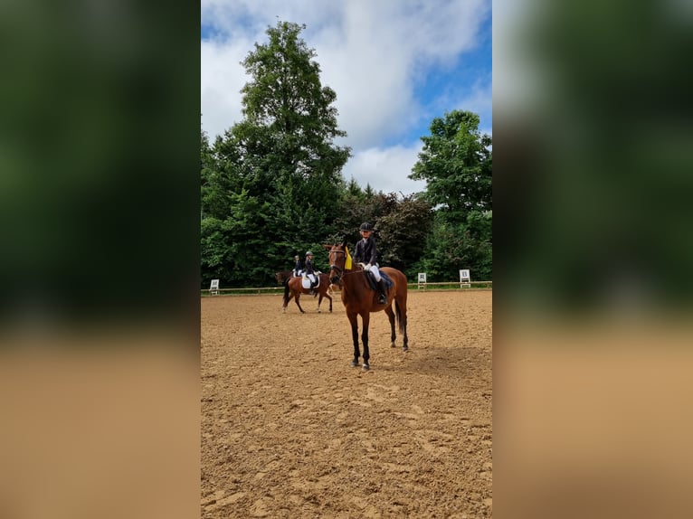 Trakehner Gelding 22 years 16,1 hh Brown in Oberaudorf