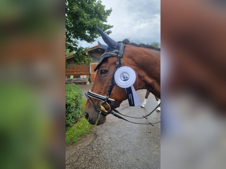 Trakehner Gelding 22 years 16,1 hh Brown in Oberaudorf