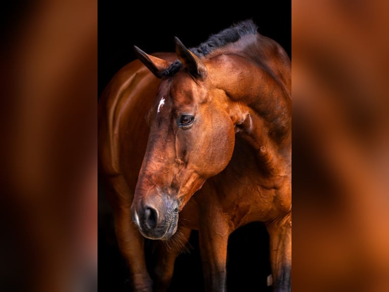 Trakehner Gelding 22 years 16,1 hh Brown in Oberaudorf