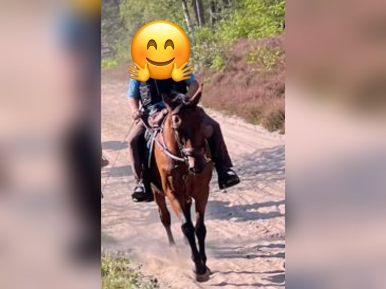 Trakehner Gelding 22 years 16,1 hh Brown in Barver Trakehner Gelding 22 years 16,1 hh Brown in Barver
