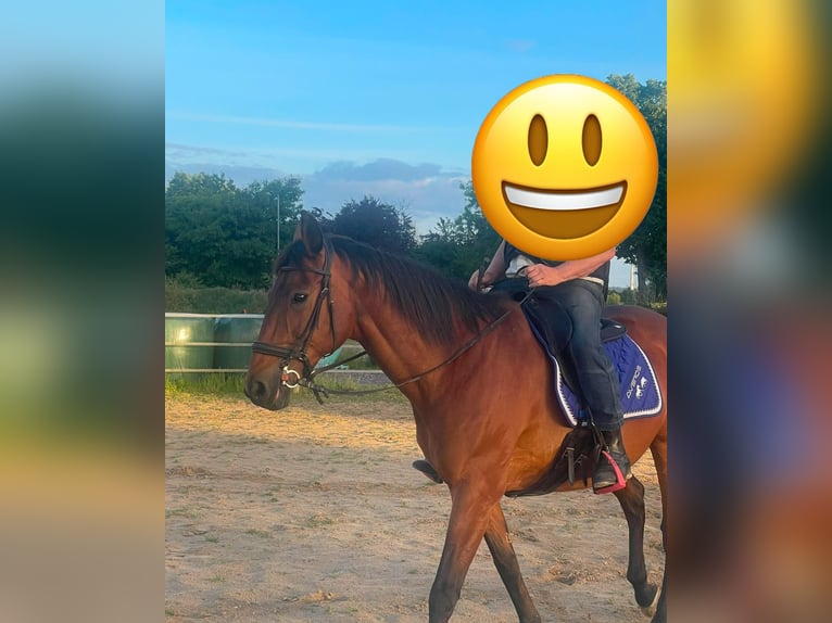 Trakehner Gelding 22 years 16,1 hh Brown in Barver Trakehner Gelding 22 years 16,1 hh Brown in Barver