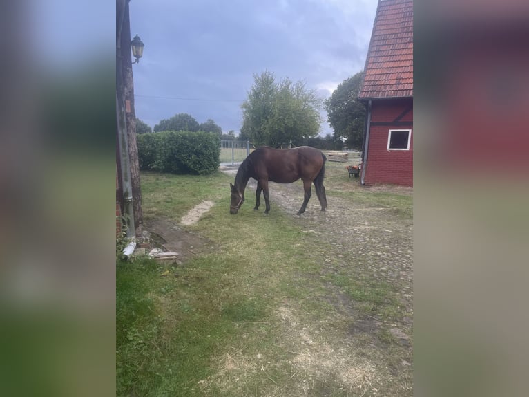 Trakehner Gelding 22 years 16,1 hh Brown in Barver Trakehner Gelding 22 years 16,1 hh Brown in Barver