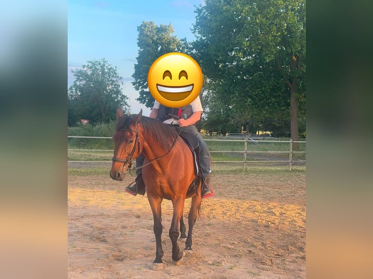 Trakehner Gelding 22 years 16,1 hh Brown in Barver Trakehner Gelding 22 years 16,1 hh Brown in Barver