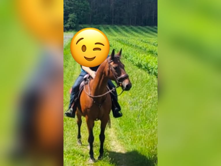 Trakehner Gelding 22 years 16,1 hh Brown in Barver Trakehner Gelding 22 years 16,1 hh Brown in Barver