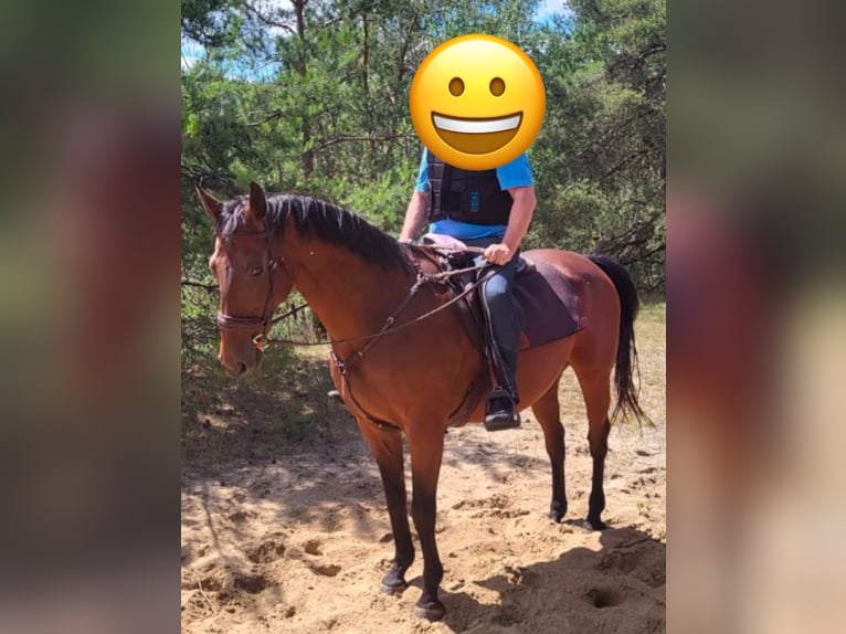 Trakehner Gelding 22 years 16,1 hh Brown in Barver Trakehner Gelding 22 years 16,1 hh Brown in Barver