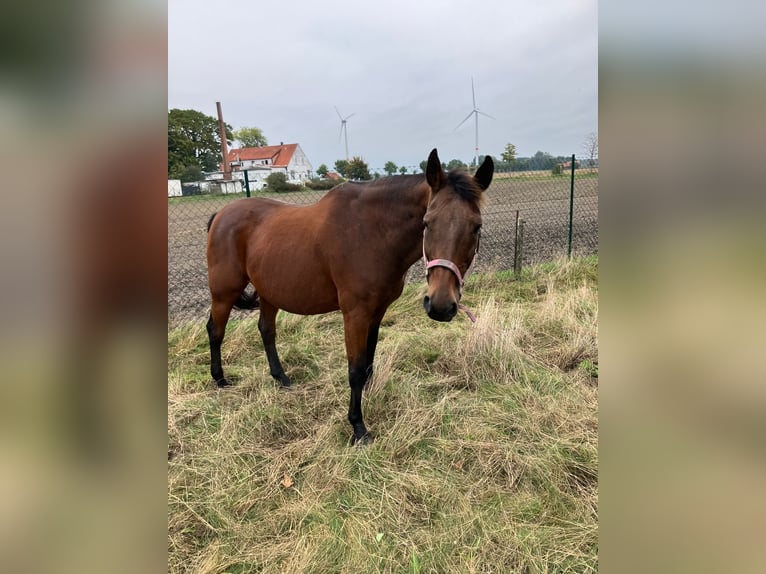 Trakehner Gelding 22 years 16,1 hh Brown in Barver Trakehner Gelding 22 years 16,1 hh Brown in Barver