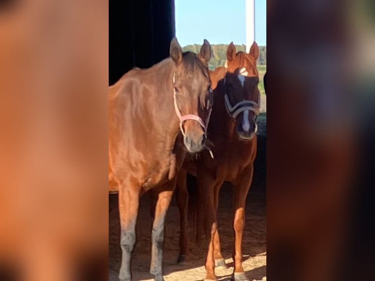 Trakehner Gelding 22 years 16,1 hh Brown in Barver Trakehner Gelding 22 years 16,1 hh Brown in Barver