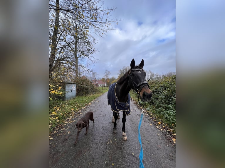 Trakehner Gelding 23 years 16,3 hh Brown in Sörup