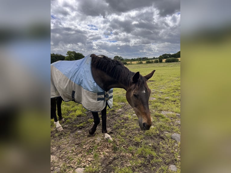 Trakehner Gelding 23 years 16,3 hh Brown in Sörup