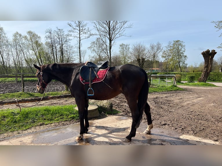 Trakehner Gelding 23 years 16,3 hh Brown in Sörup