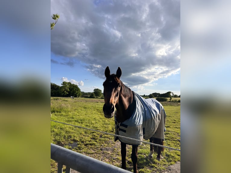 Trakehner Gelding 23 years 16,3 hh Brown in Sörup