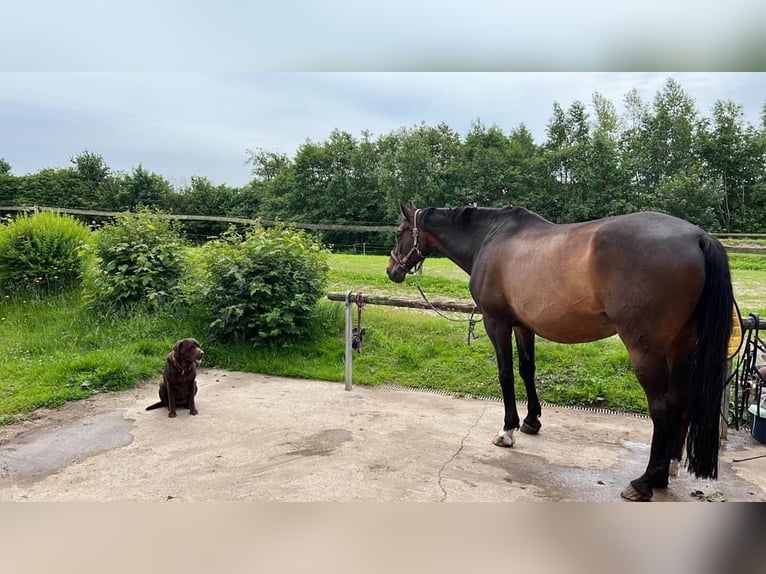 Trakehner Gelding 23 years 16,3 hh Brown in Sörup