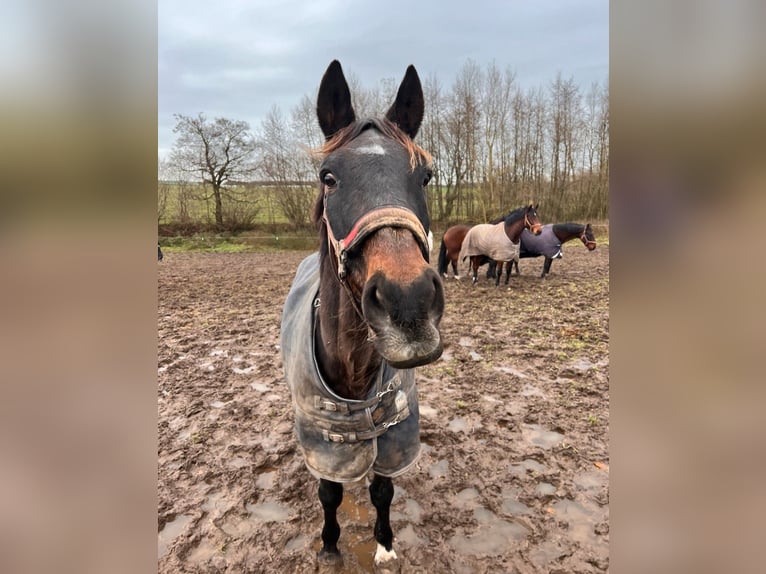 Trakehner Gelding 24 years 16,3 hh Brown in Sörup