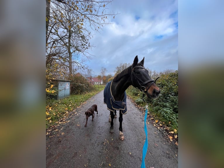 Trakehner Gelding 24 years 16,3 hh Brown in Sörup