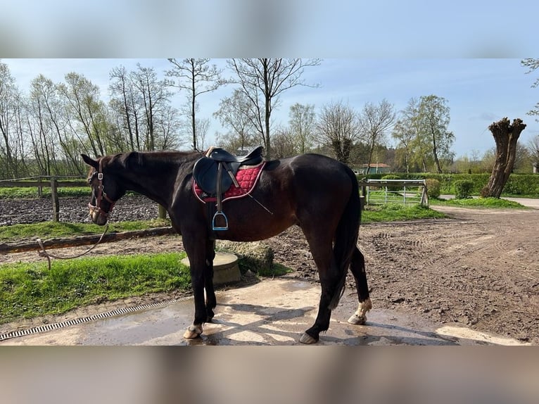 Trakehner Gelding 24 years 16,3 hh Brown in Sörup