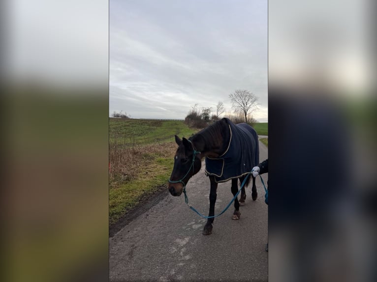 Trakehner Gelding 24 years 16,3 hh Brown in Sörup