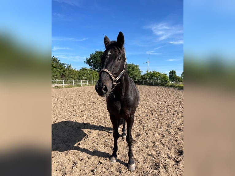 Trakehner Gelding 25 years 16,2 hh Black in Kiel