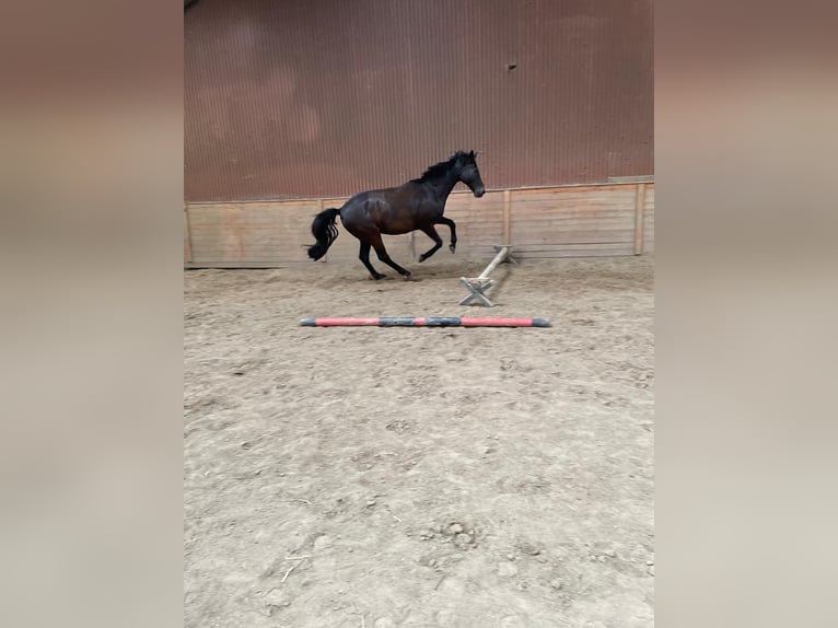 Trakehner Gelding 25 years 16,2 hh Black in Kiel