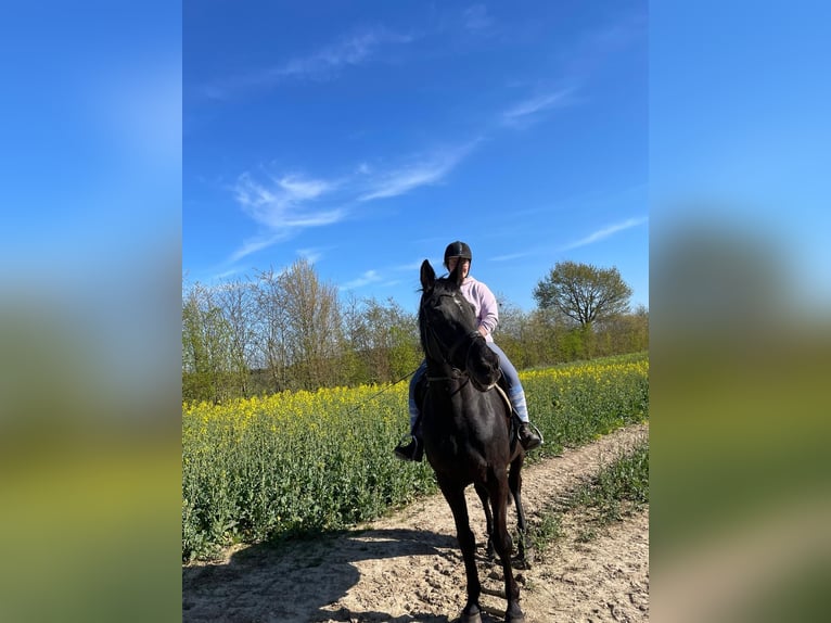 Trakehner Gelding 25 years 16,2 hh Black in Kiel