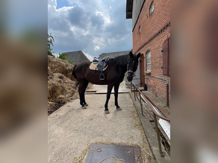 Trakehner Gelding 25 years 16,2 hh Black in Kiel