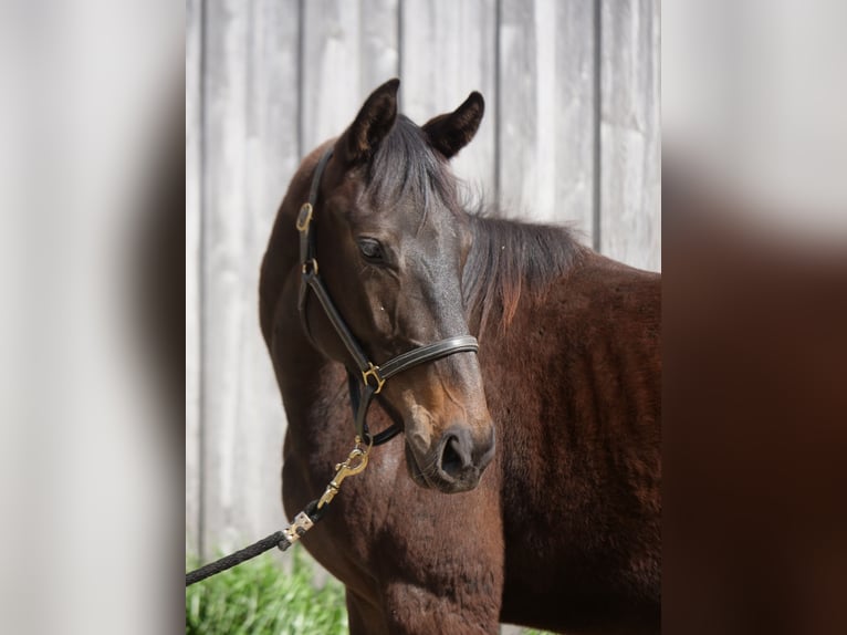 Trakehner Gelding 2 years 15.2 hh Bay-Dark in Günzburg