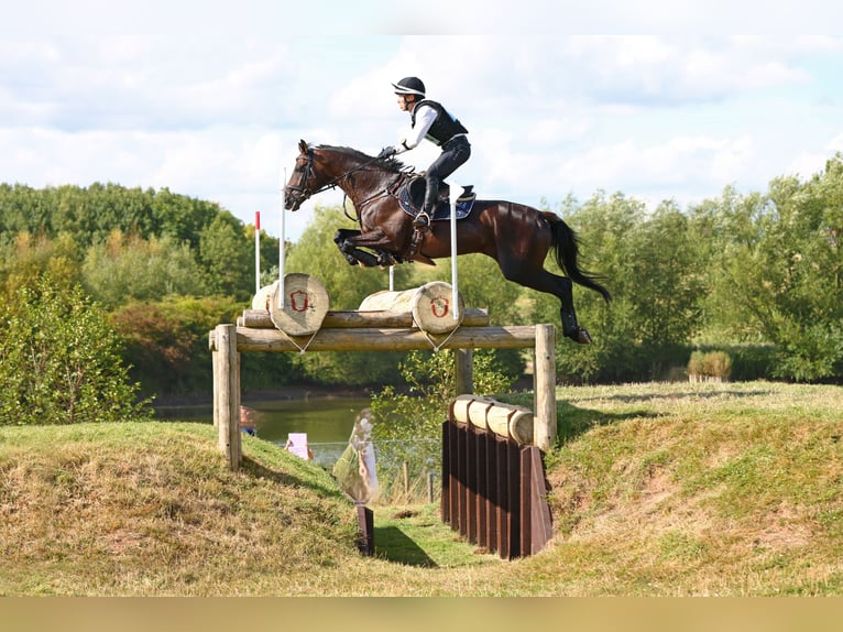 Trakehner Gelding 2 years 15,3 hh Brown in Niederbösa