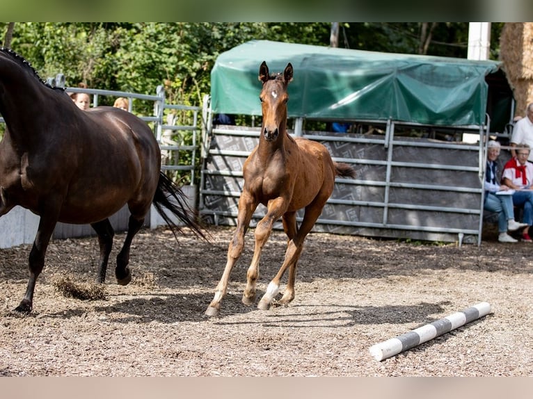 Trakehner Gelding 2 years 16,1 hh Brown in G&#xFC;nzburg