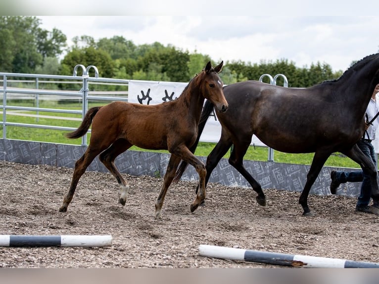 Trakehner Gelding 2 years 16,1 hh Brown in G&#xFC;nzburg