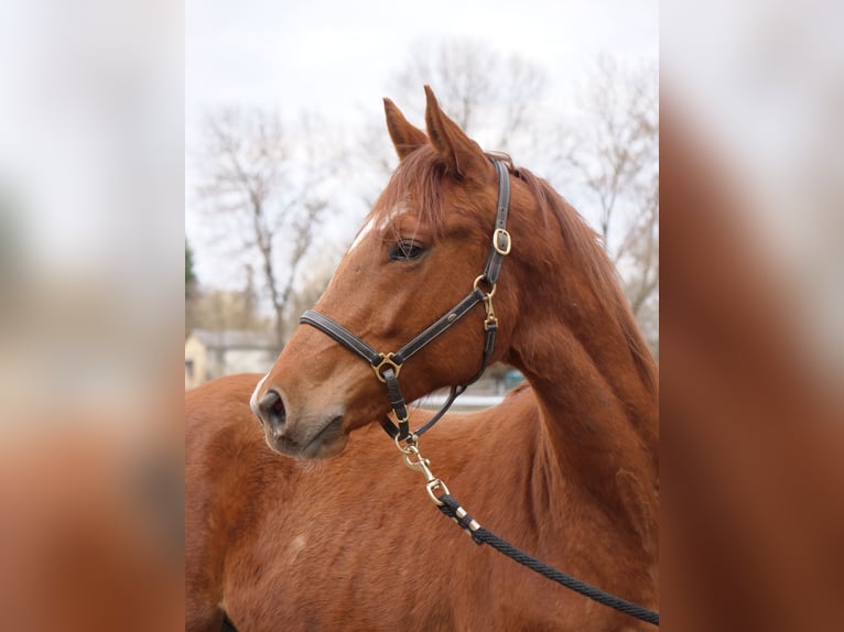 Trakehner Gelding 2 years 16.1 hh Chestnut-Red in Günzburg