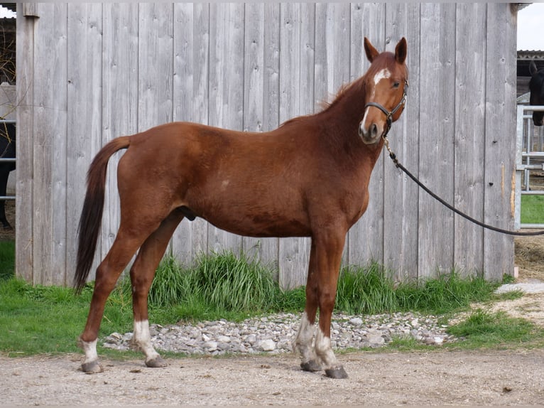 Trakehner Gelding 2 years 16.1 hh Chestnut-Red in Günzburg