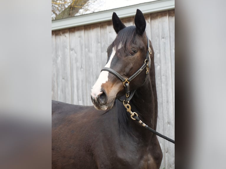 Trakehner Gelding 2 years 16.1 hh Smoky-Black in Günzburg