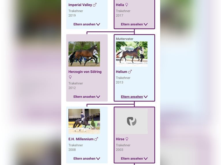 Trakehner Gelding 2 years 16 hh Bay-Dark in Bismark (Altmark)