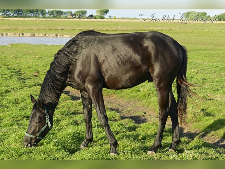 Trakehner Gelding 2 years 16 hh Black in Alkersum