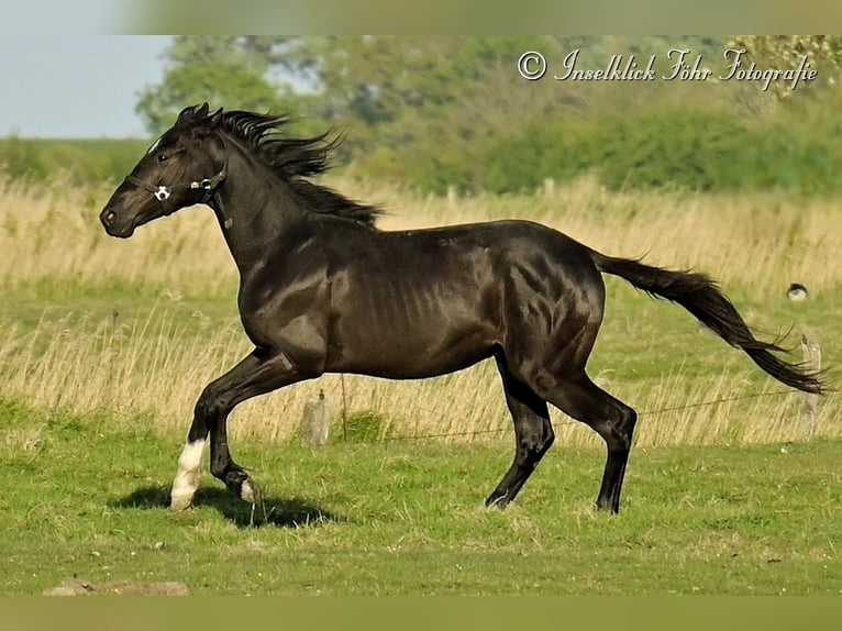 Trakehner Gelding 2 years 16 hh Black in Alkersum