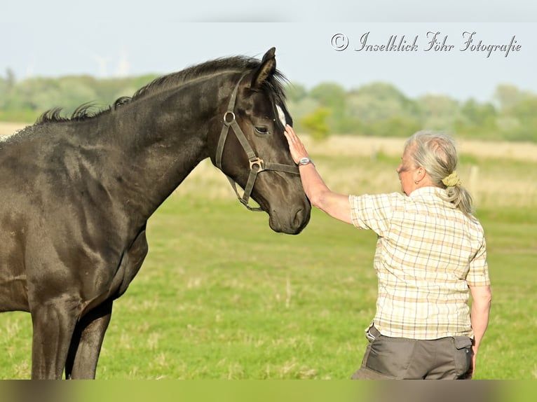 Trakehner Gelding 2 years 16 hh Black in Alkersum