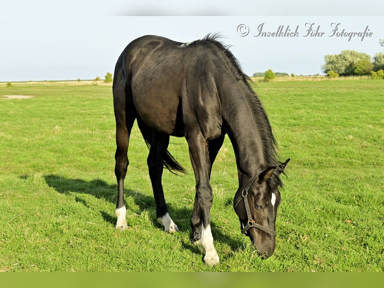 Trakehner Gelding 2 years 16 hh Black in Alkersum