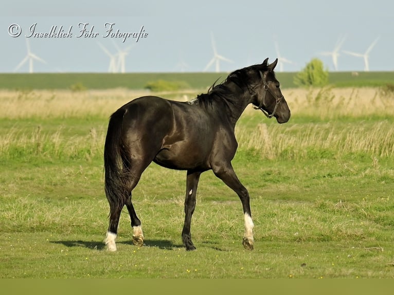 Trakehner Gelding 2 years 16 hh Black in Alkersum