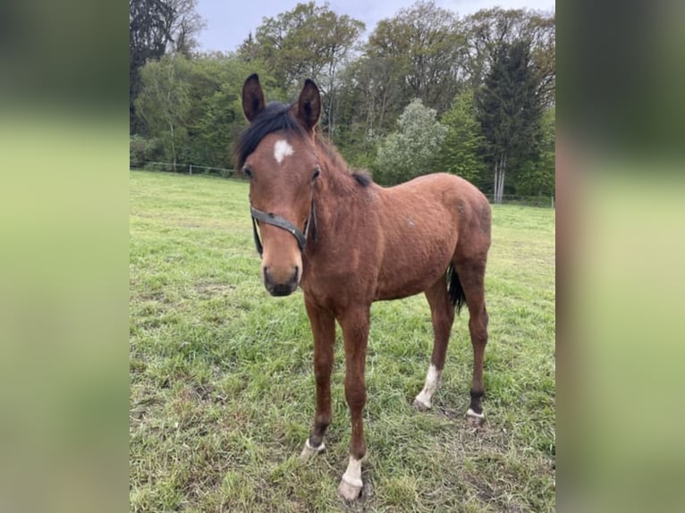Trakehner Gelding 2 years 16 hh Brown in Wei&#xDF;enburg in Bayern