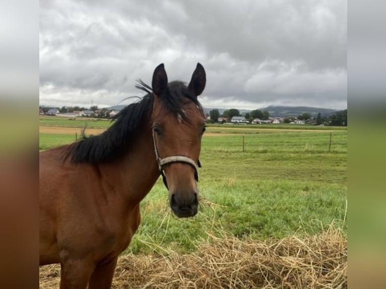Trakehner Gelding 2 years 16 hh Brown in Wei&#xDF;enburg in Bayern