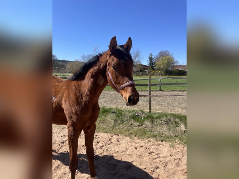Trakehner Gelding 2 years 16 hh Brown in Wei&#xDF;enburg in Bayern