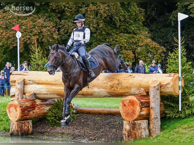 Trakehner Gelding 2 years 16 hh Brown in Rollwitz